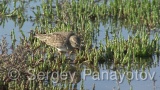 Video of Temminck's Stint - Temminck's Stint on the coast line of the lake